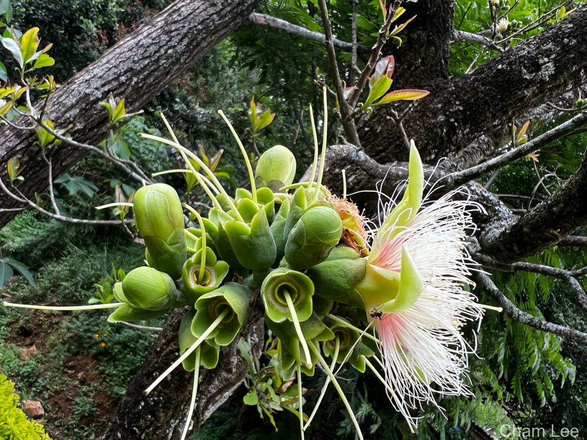 Careya arborea Roxb.